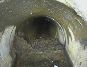 自走式カメラが撮影した管の中の木の根の写真
