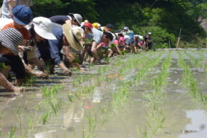 田植え体験の画像