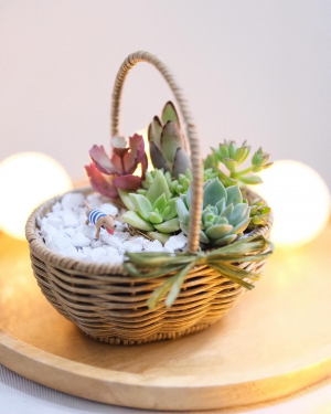 多肉植物の寄せ植えのイメージ写真