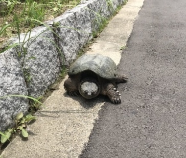 カミツキガメ