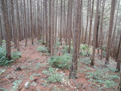 木材となる針葉樹林の様子