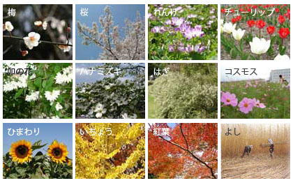 四季の花