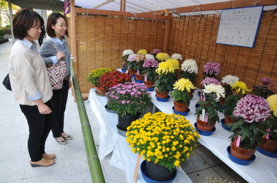 菊花展の様子