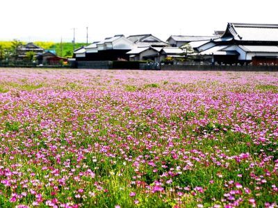 レンゲ畑の画像