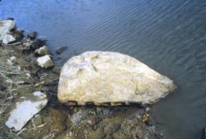 淀川の前島地区に残されていた荷揚げの際に転落した「残念石」の画像