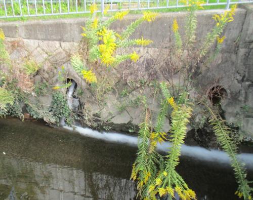 河川に白濁した水が流れ込んでいる様子