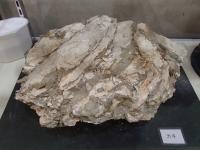 カキ（貝類）の化石の写真
