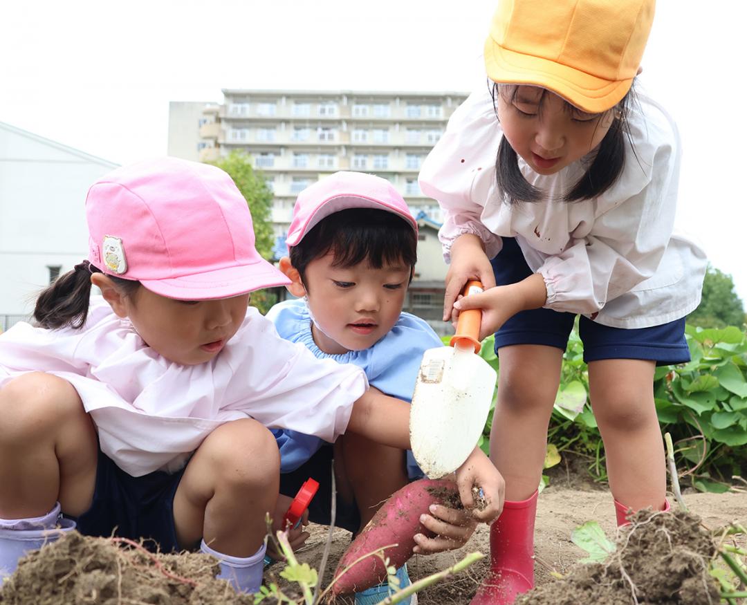 認定こども園深沢ガーデンの園児のサツマイモ掘りの写真
