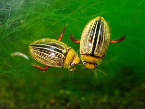 水に生きる虫たち