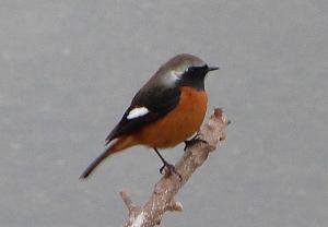 冬の野鳥（ジョウビタキ雄）