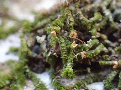 講座の様子の写真