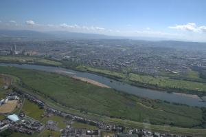 鵜殿のヨシ原全景