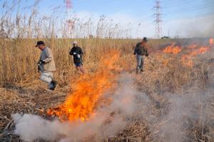 ヨシ原焼きの様子