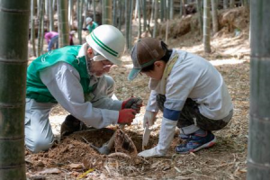 タケノコ掘りの様子