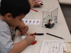 イモリのおなかをかんさつ