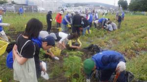 じゃがいも掘りの様子