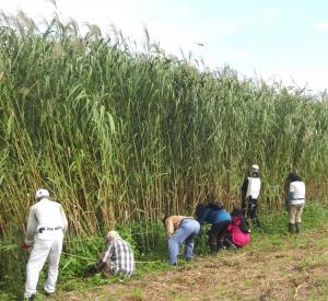 つる草抜きの様子