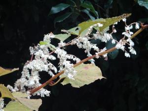 自然観察会「秋の木の実・草のタネ」の写真