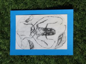 自然をアートで楽しもう　昆虫のひっかき版画