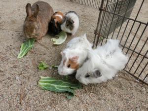 移動動物園の様子