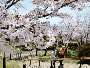 摂津峡桜まつり゙